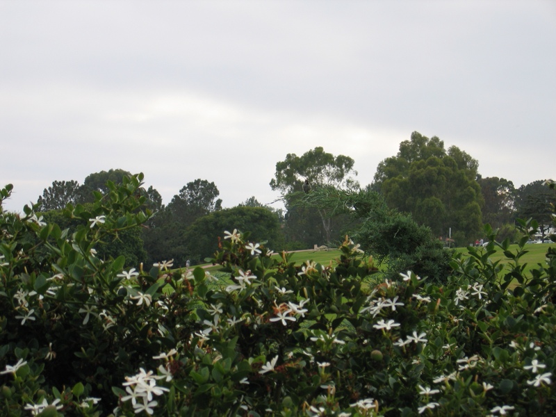 Kate Sessions Park #1